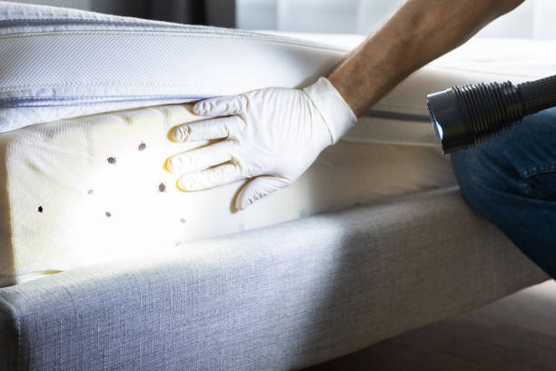 Best Bed Bug Extermination  in Morris, AL