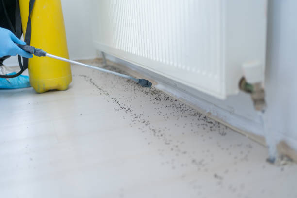 Best Flea Control Services  in Morris, AL